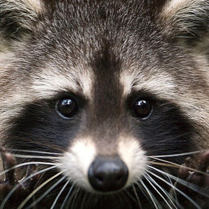 Meet your Posher, Racouon't